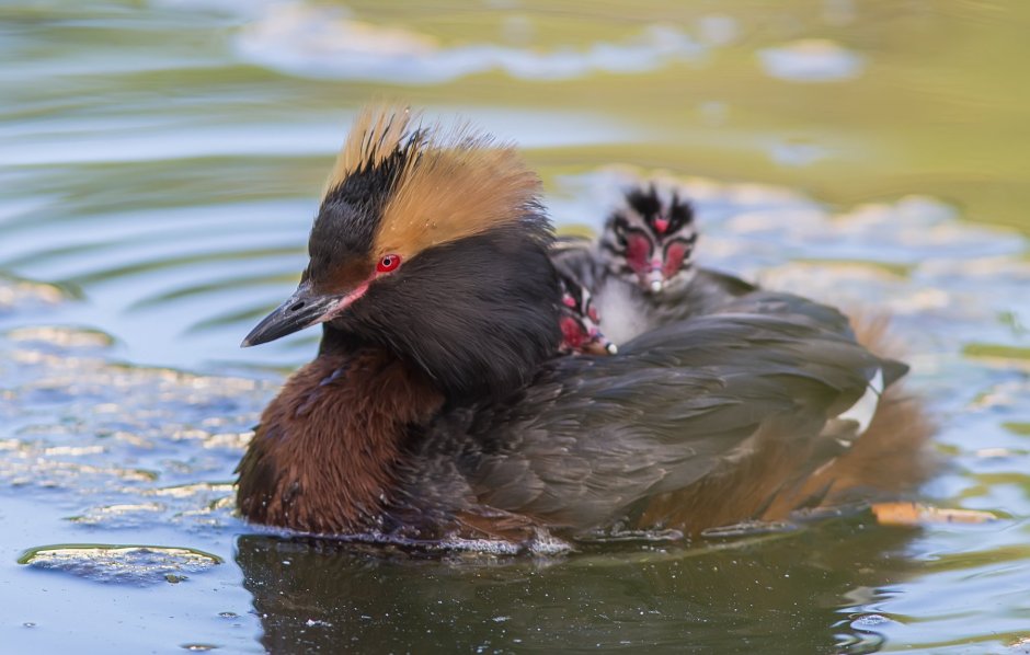 Красношейная поганка (Podiceps auritus)