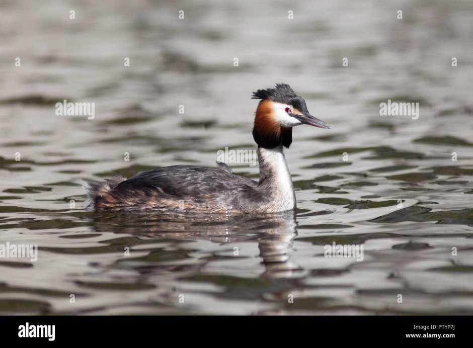 Красношейная поганка (Podiceps auritus)
