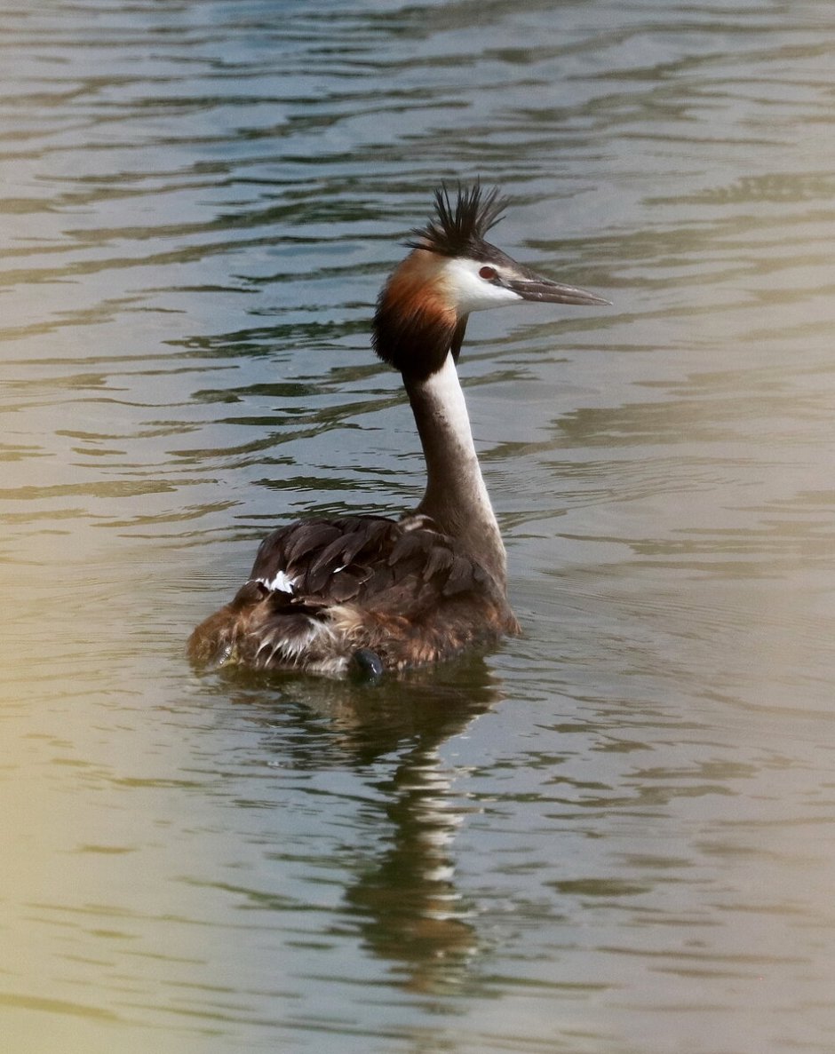 Crested Floating Heart