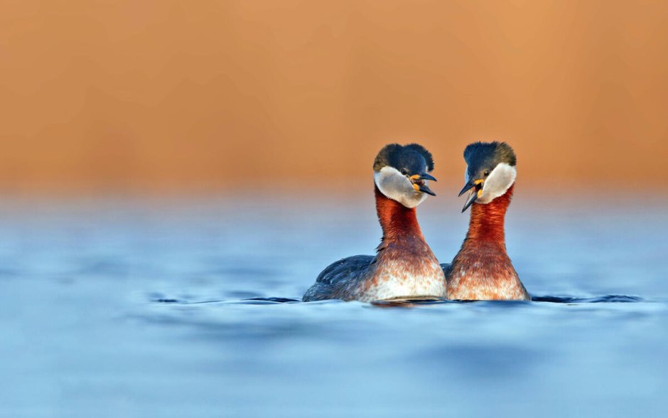 Duck HD
