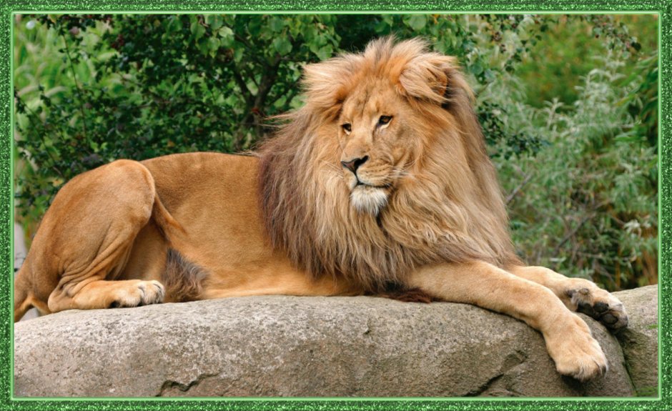 Panthera Leo bleyenberghi