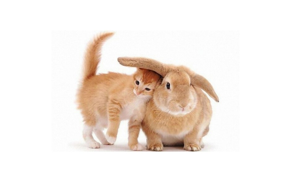 Кот и заяц вместе