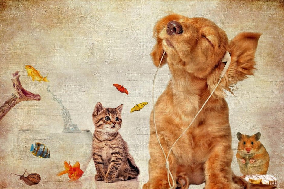 Картина котик и собачка