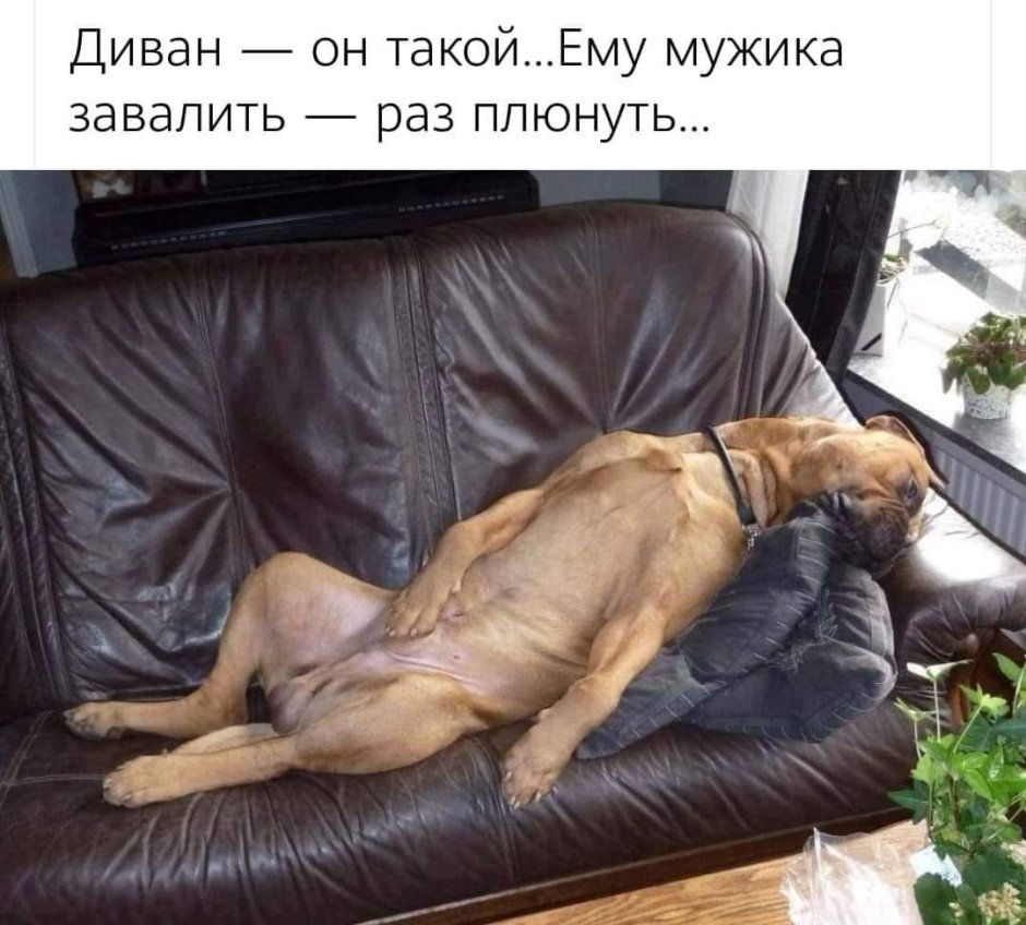 Собака лежит спит