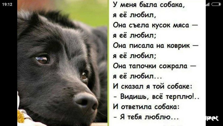 Красивые стихи про собак