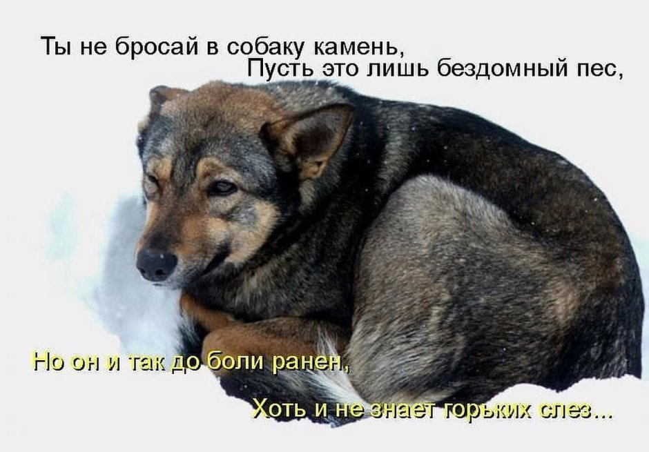 Ты не бросай в собаку камень пусть
