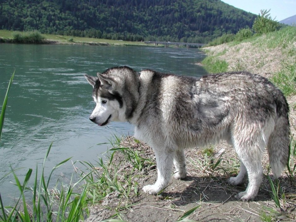 Сибирский маламут