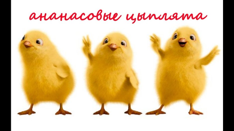 Цыпленок на прозрачном фоне