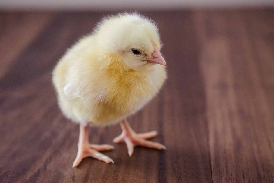 Chick цыпленок