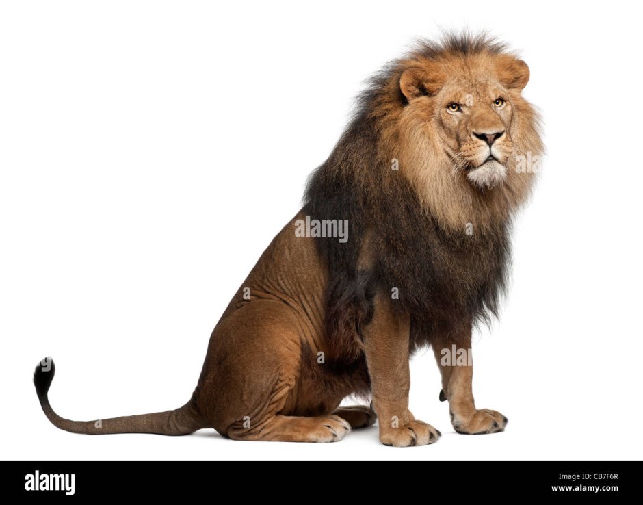 Лев, Panthera Leo, 8 лет, сидит перед белым фоном