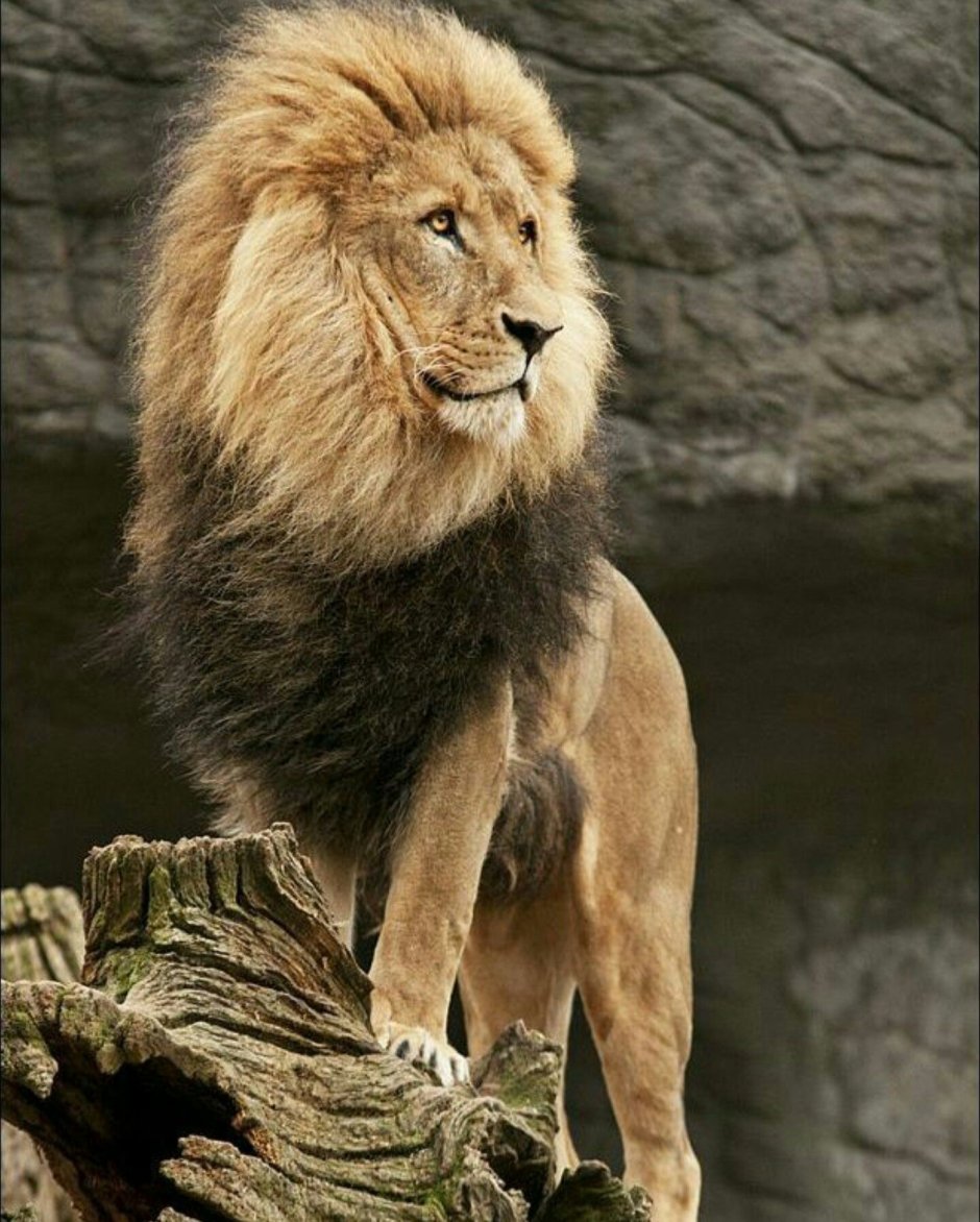 Лев сидит