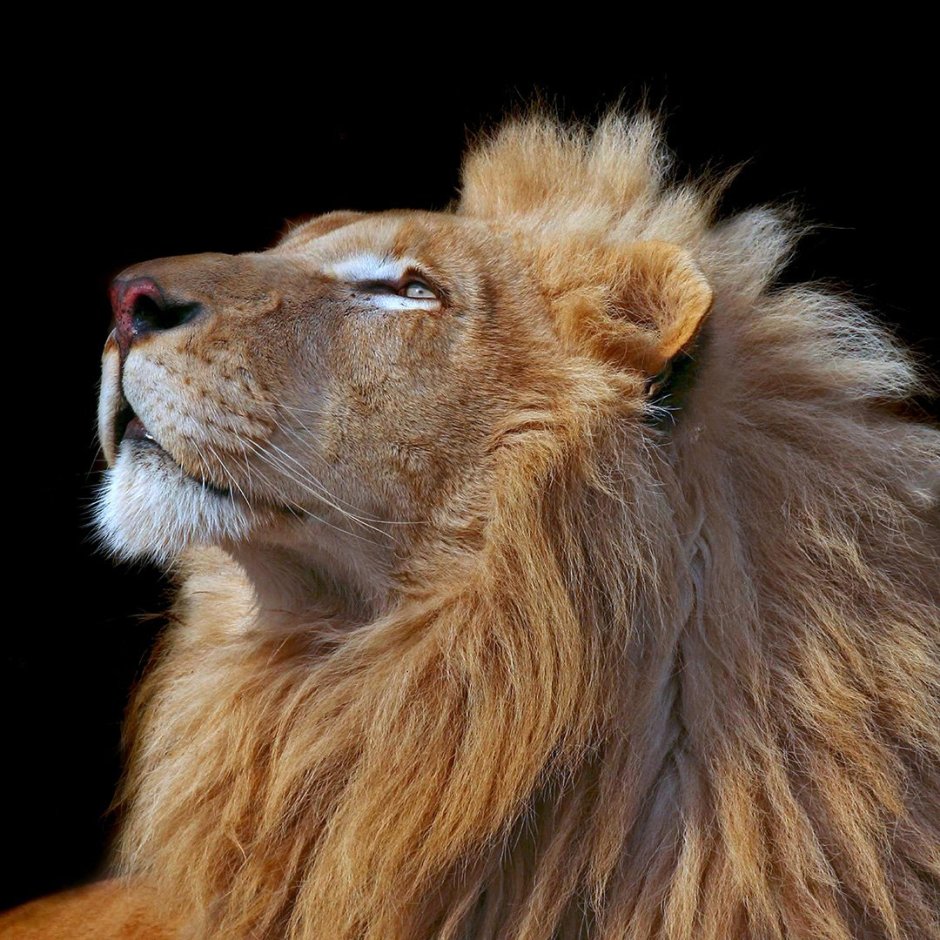 Лев Эстетика