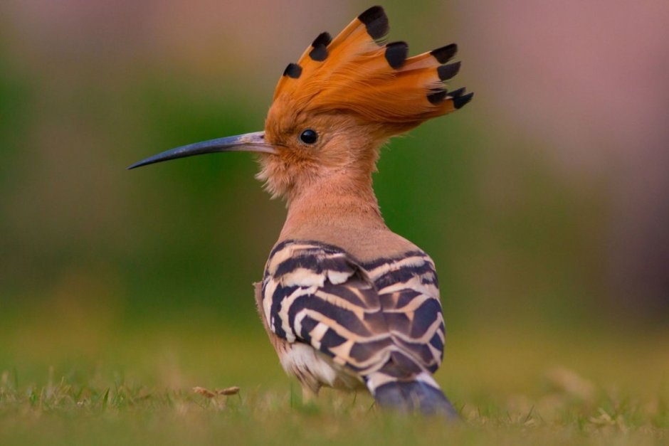 Hoopoe Bird facts