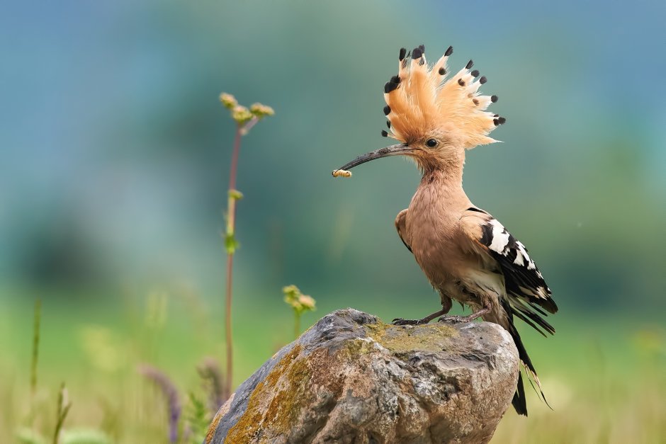 Удод (Hoopoe)