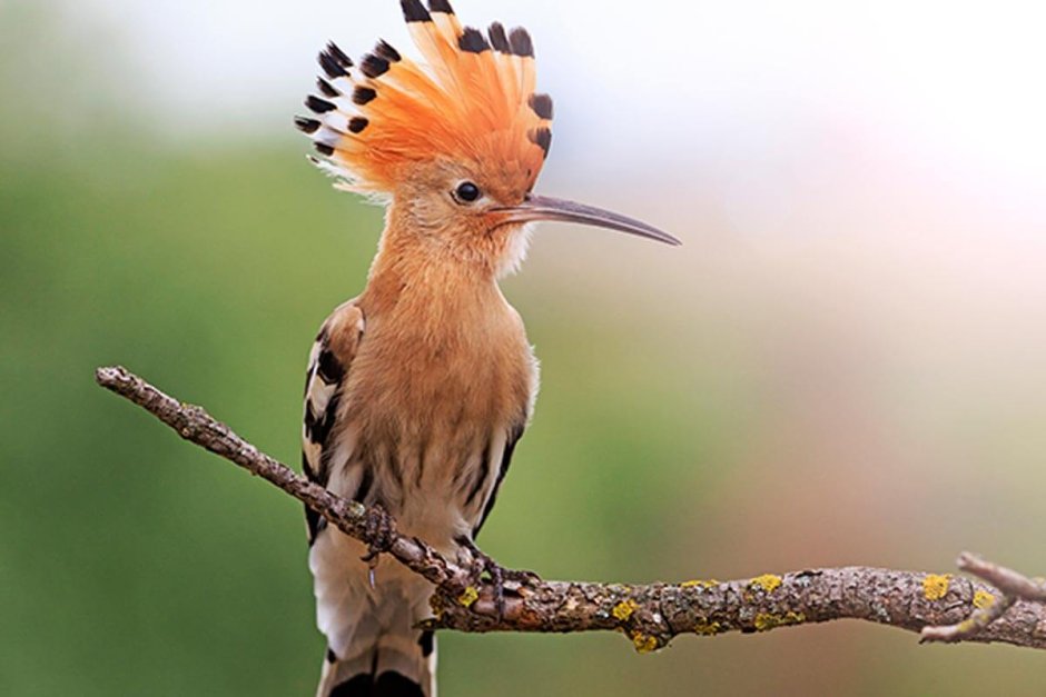 Hoopoe etd7 001