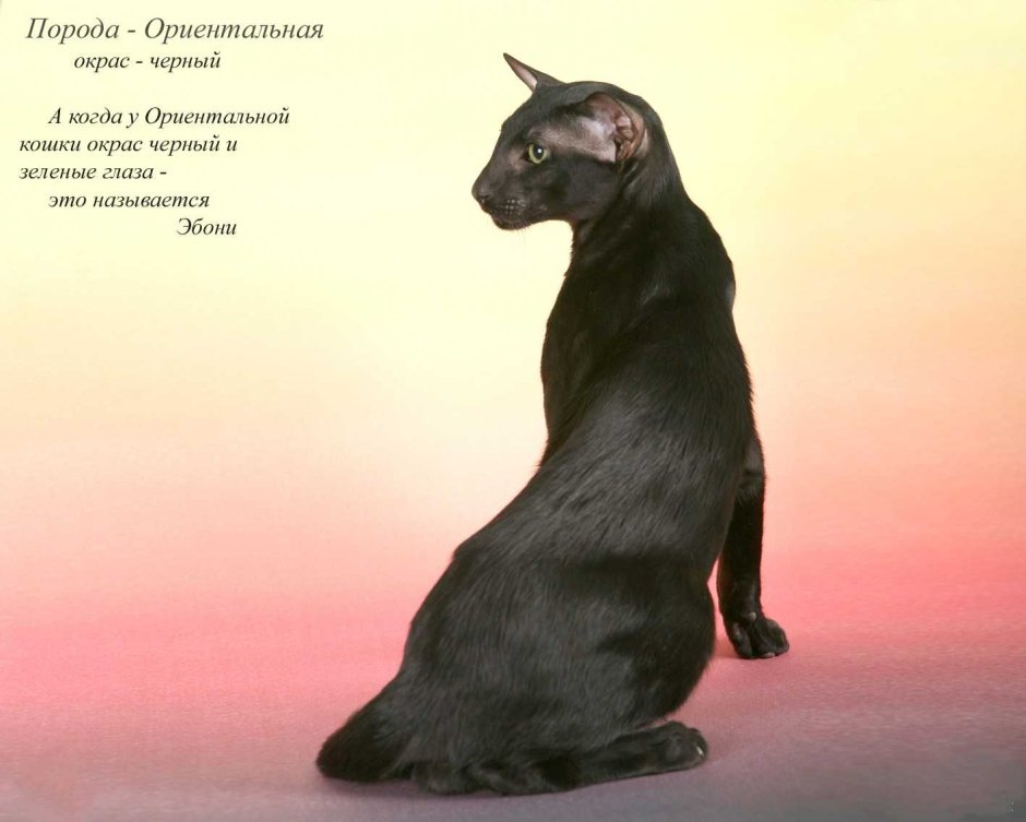 Ориентальный кот стандарт породы