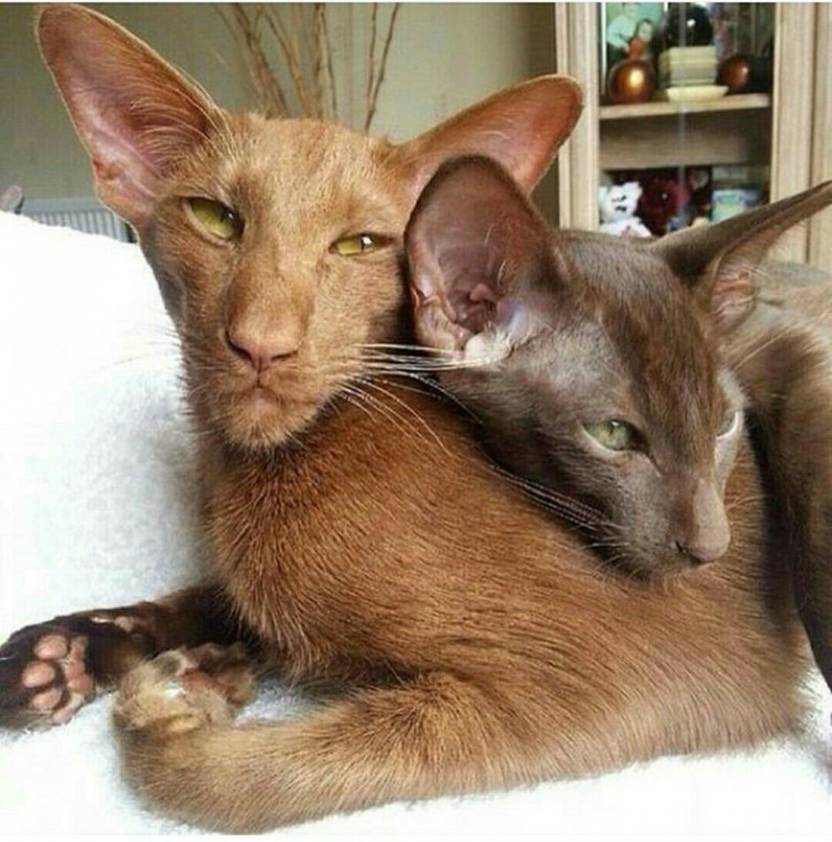 Котопес Ориентал порода