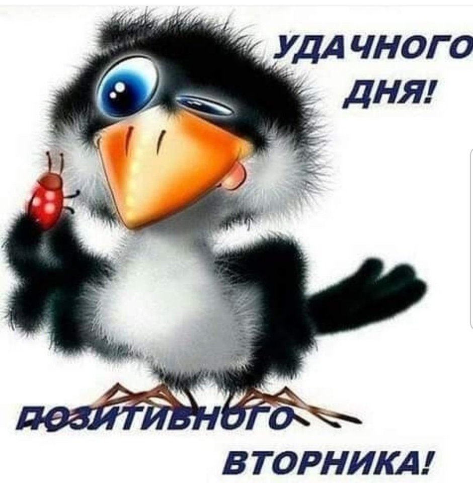 Галчонок ворон