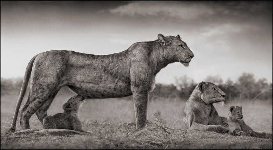 Ник Брандт Nick Brandt