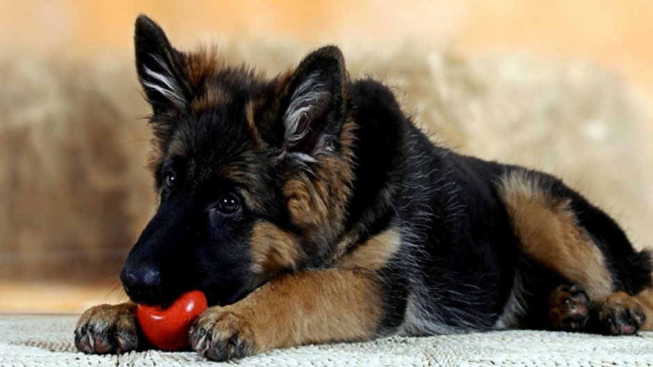 German Shepherd немецкая овчарка щенок