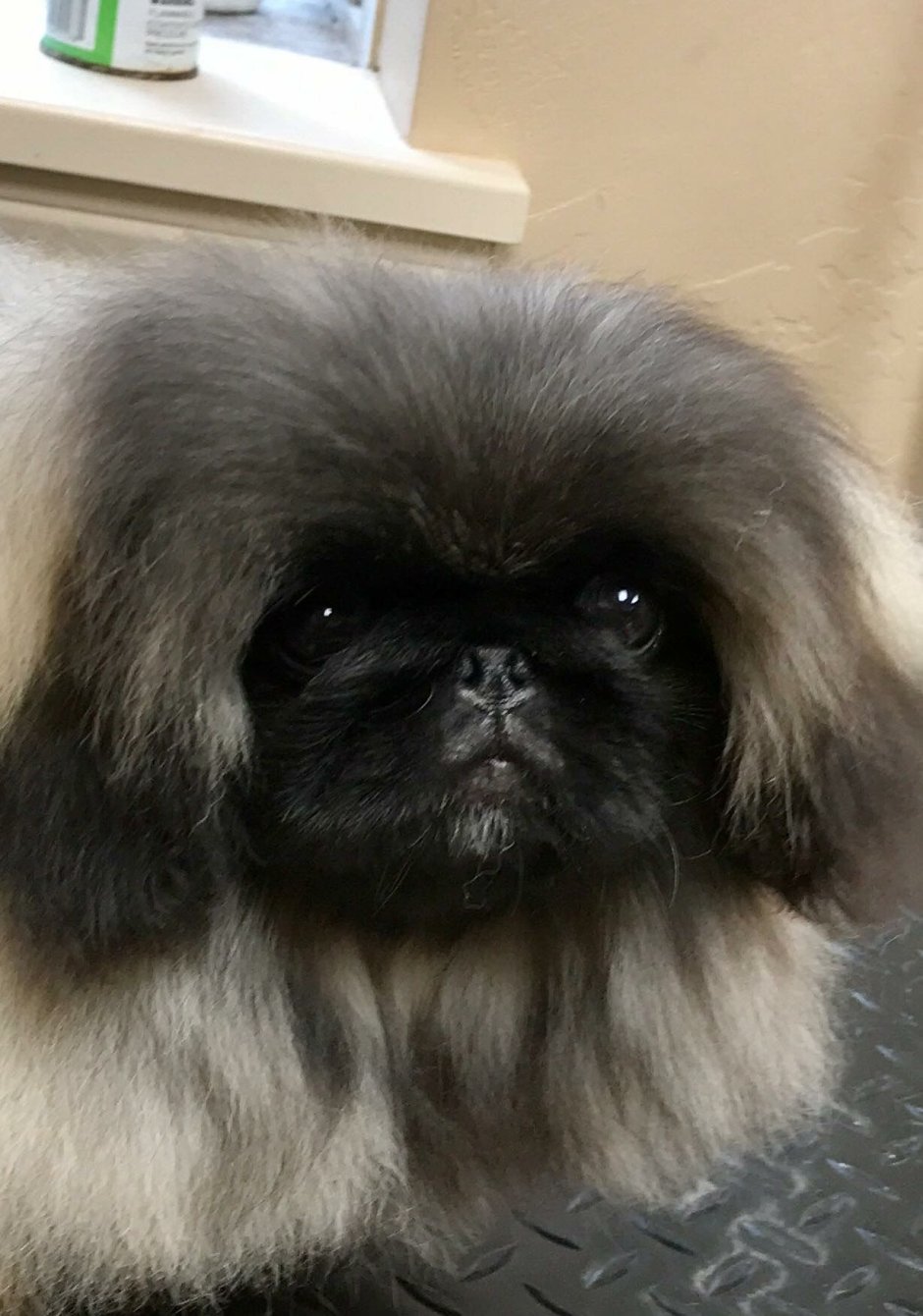 Pekingese Puppy