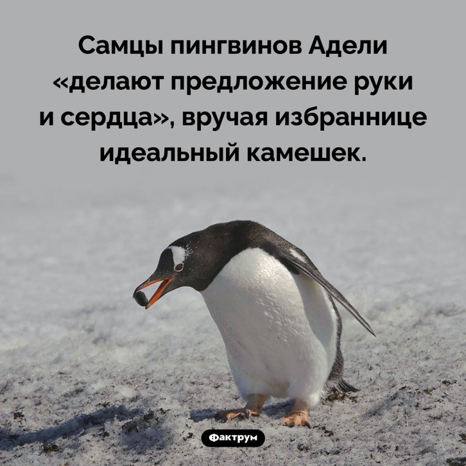 Пингвин Адели