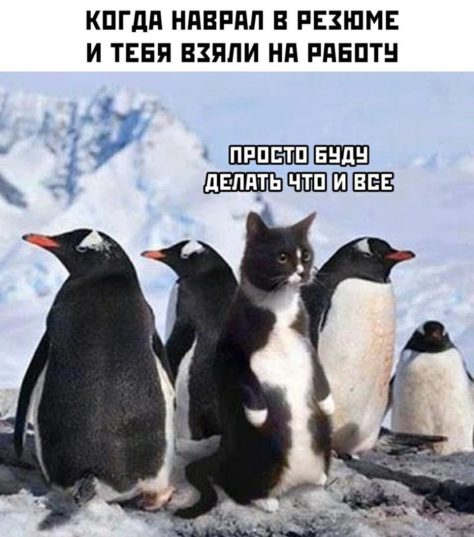 Кот среди пингвинов