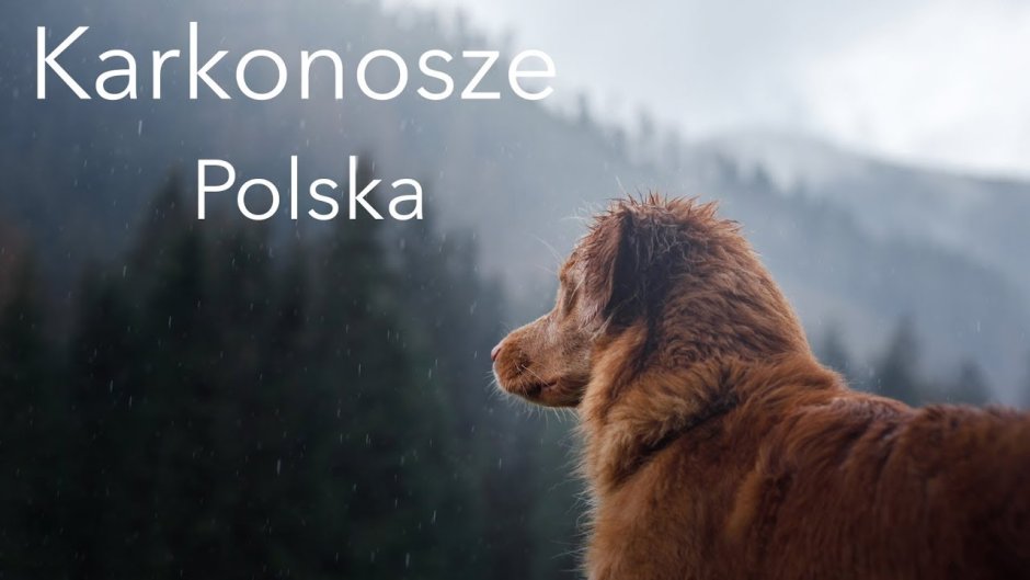Собака идет рядом с человеком