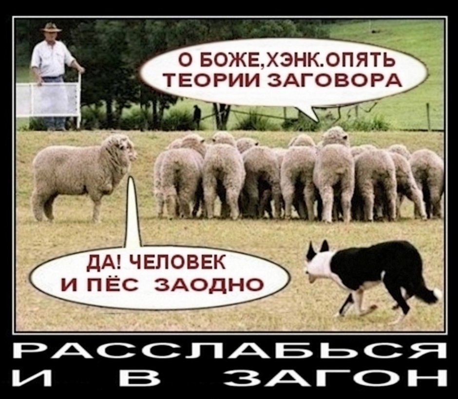 Теория заговора овцы