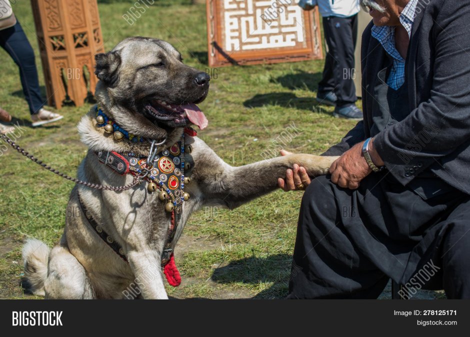 Anatolian Livestock Guardian