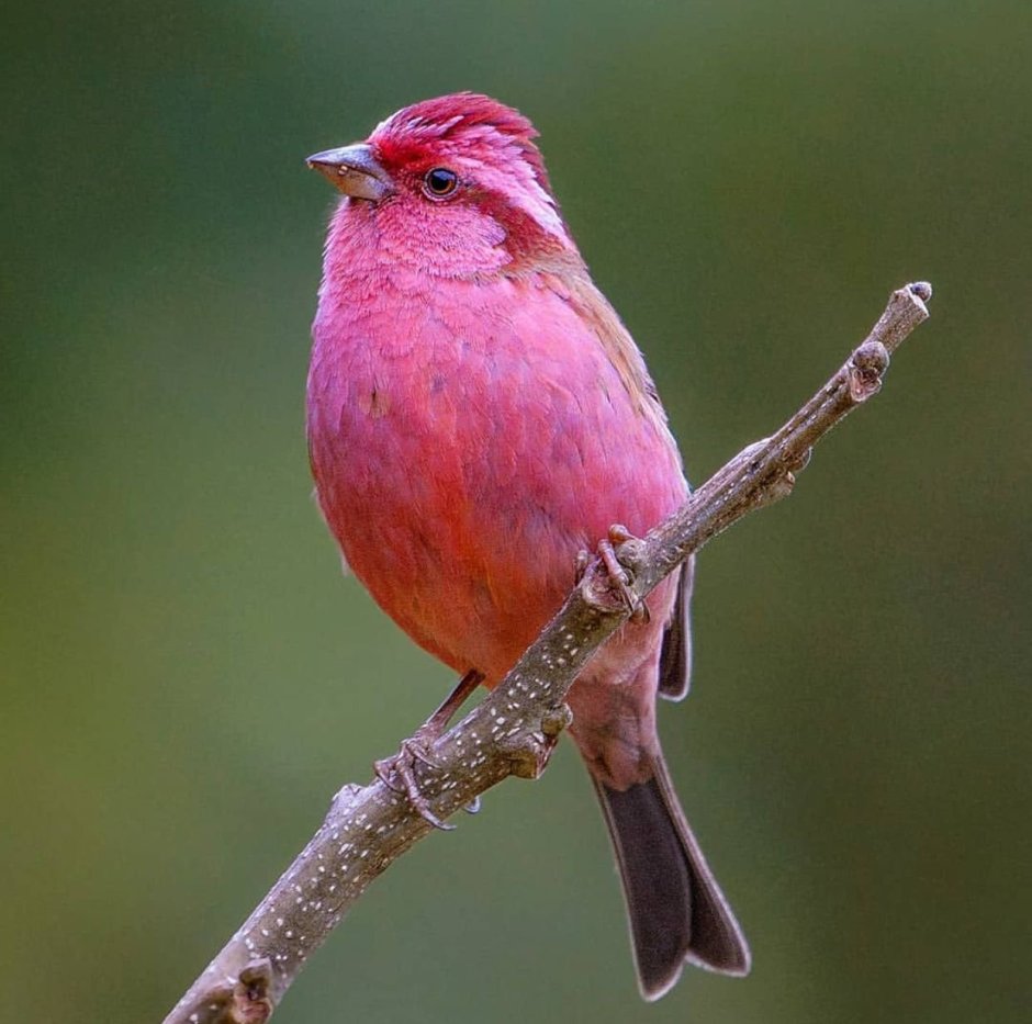 Pink-Browed Rosefinch