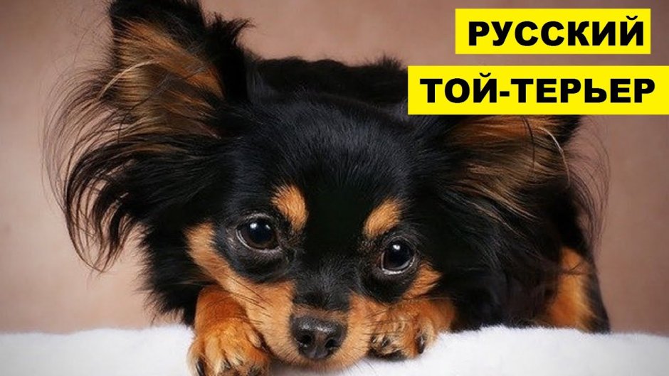 Карликовый той терьер длинношерстный