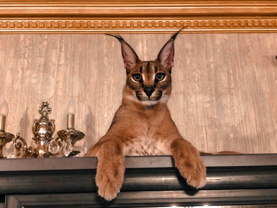 Каракет кошка