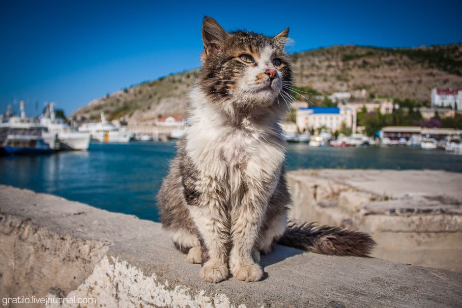 Котик в Балаклаве