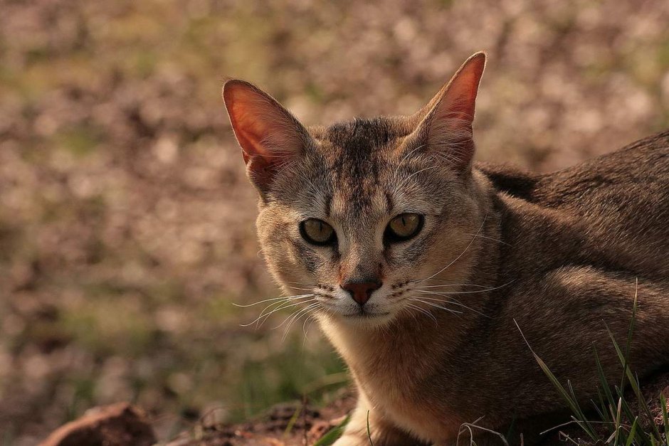 Чаузи кошка ф1
