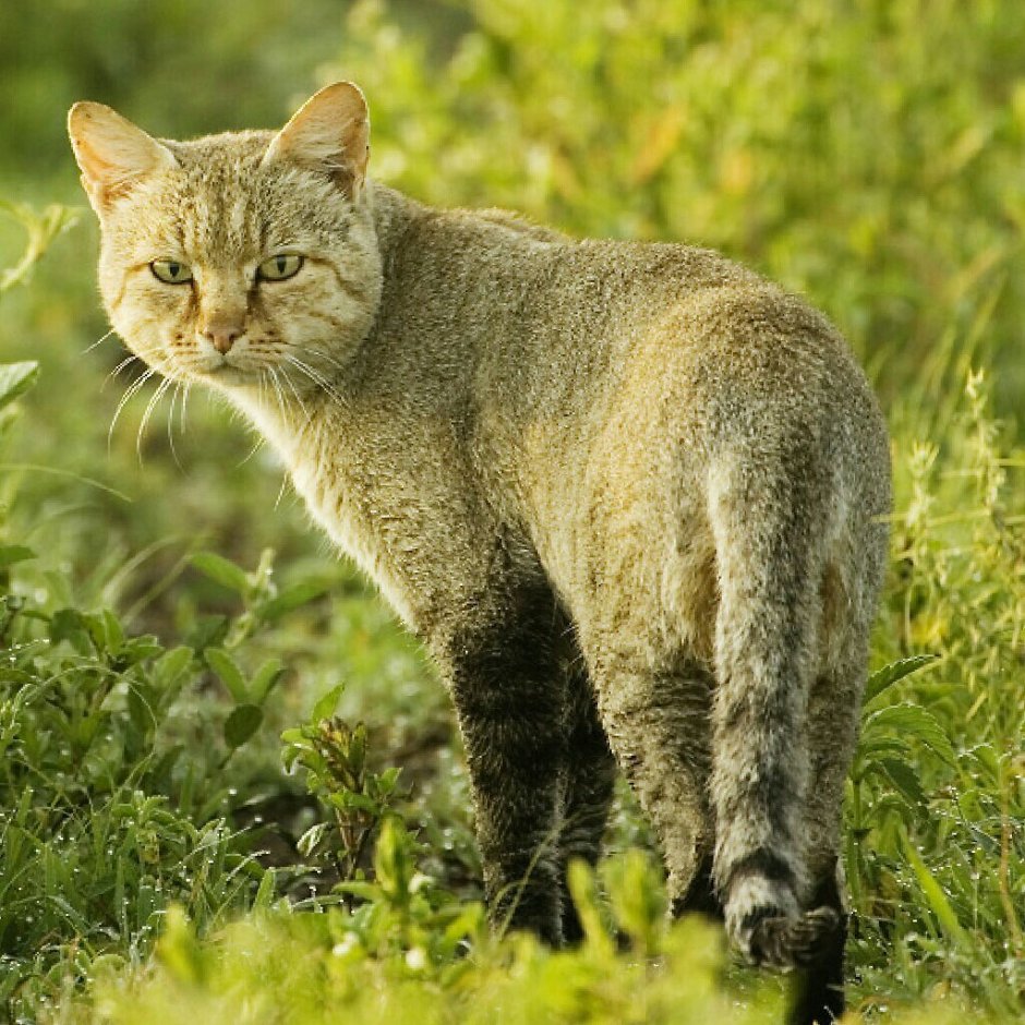 Шотландская Камышовая кошка
