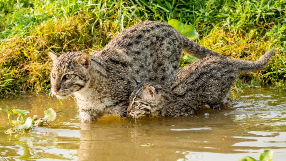 Виверровый кот котята
