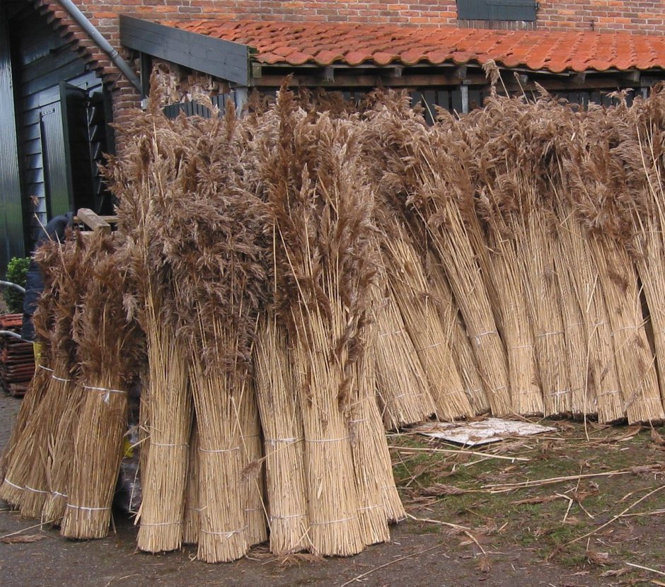 Крыша из тростника