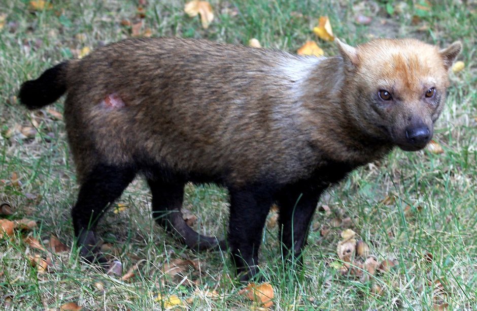 Кустарниковая собака (Speothos venaticus)