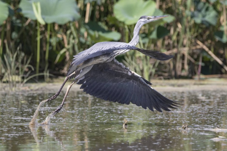 Серая цапля Ardea cinerea l. пути миграции