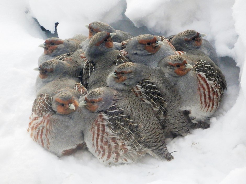 Серая куропатка (Perdix Perdix)
