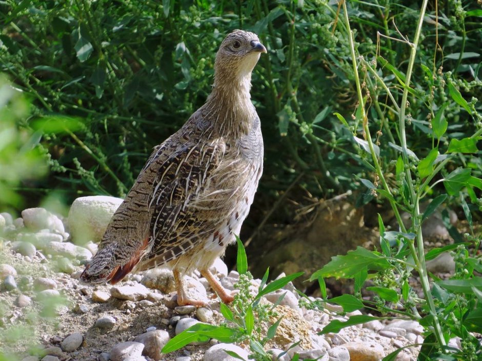 Бородатая куропатка (Perdix dauurica)