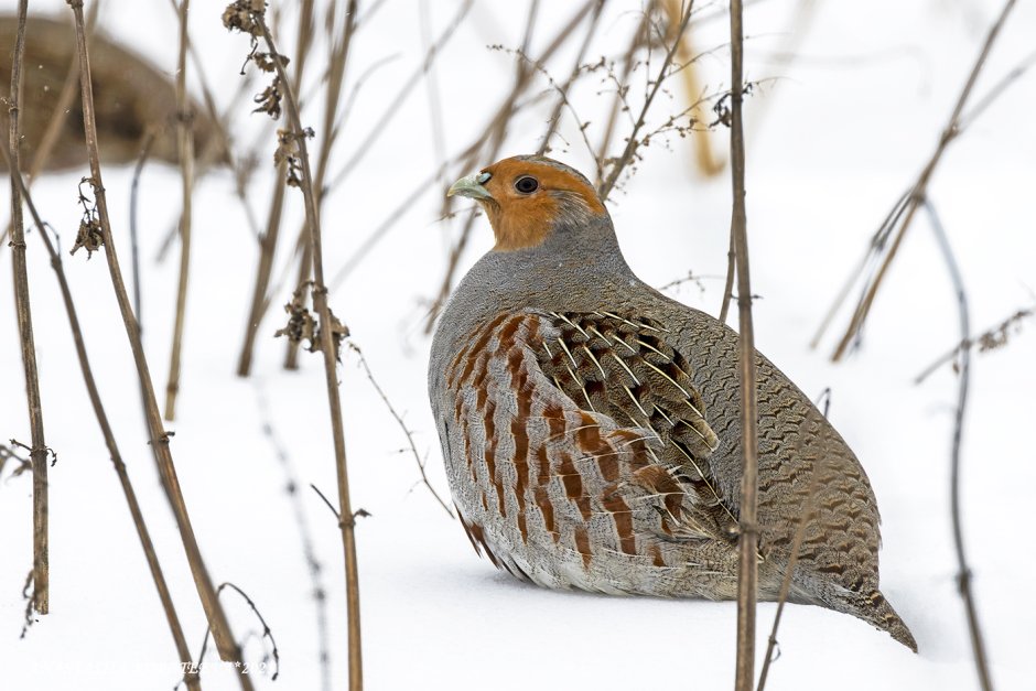 Серая куропатка (Perdix Perdix)