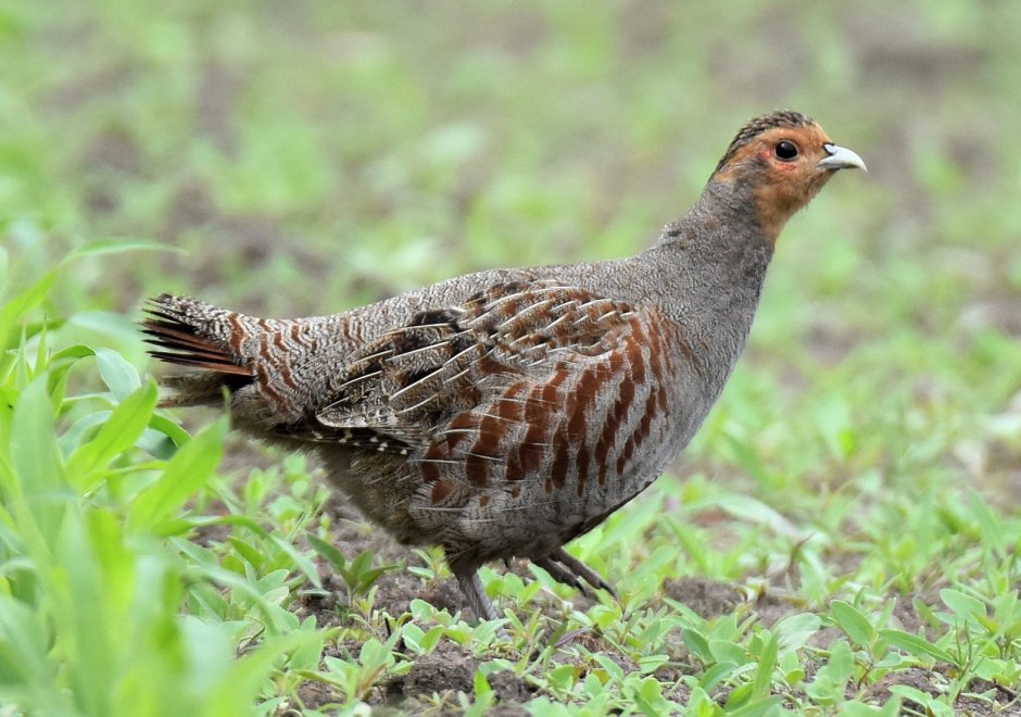Серая куропатка (Perdix Perdix)