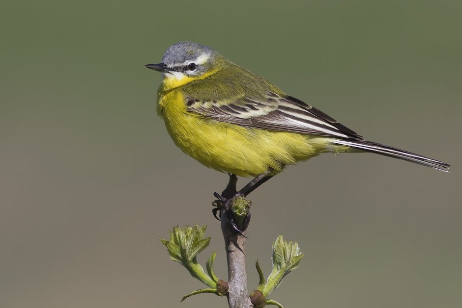 Yellow Warbler птица