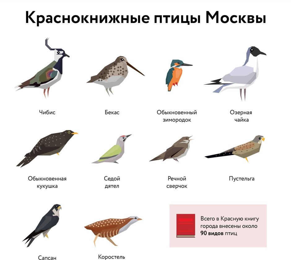 Птицы красной книги Москвы