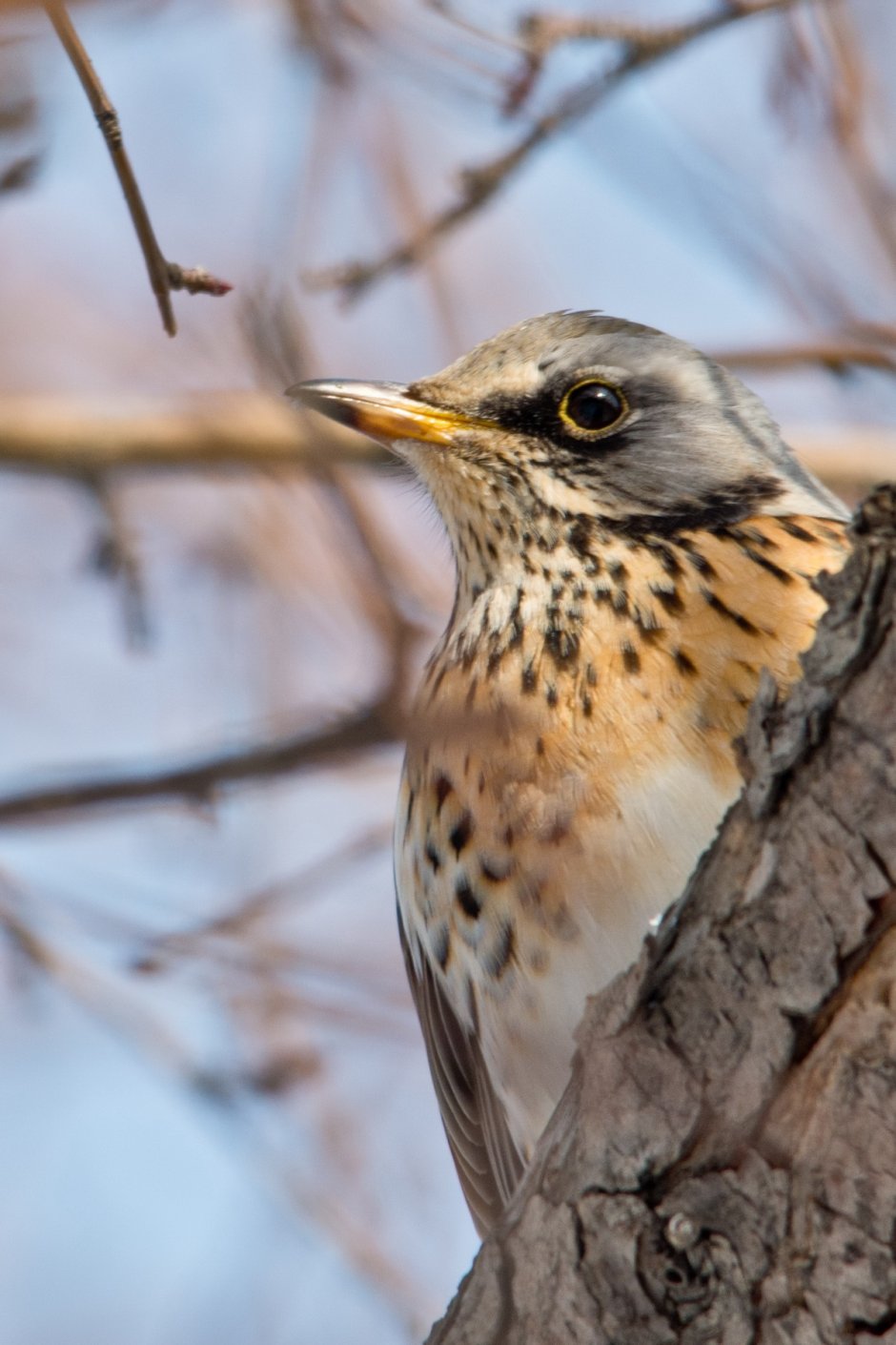 Turdus pilaris