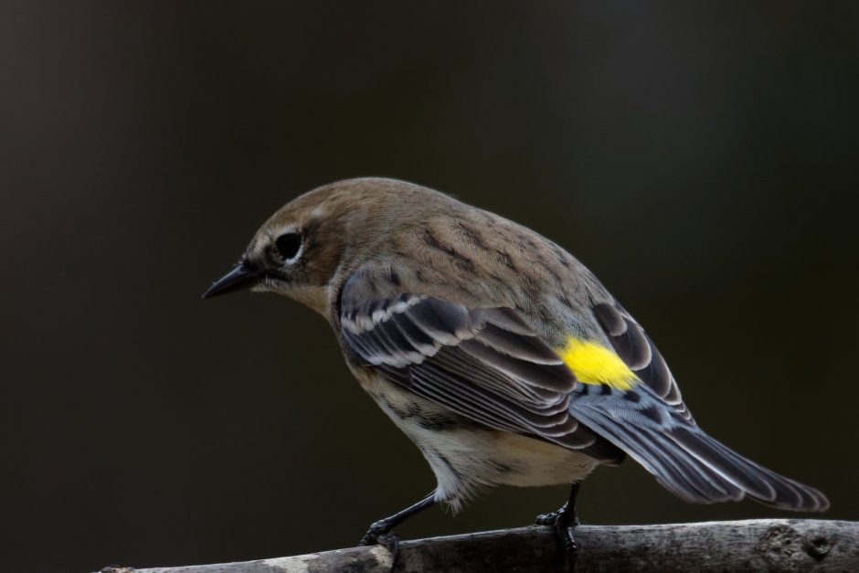 Yellow-Rumped Warbler птица Yellow Rumped