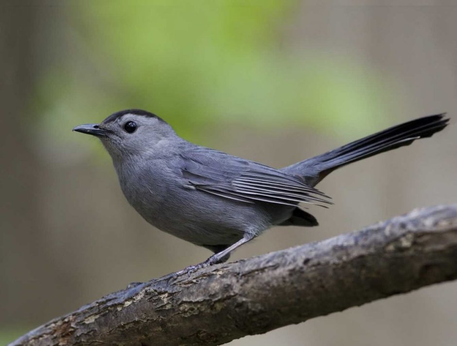Gray Catbird