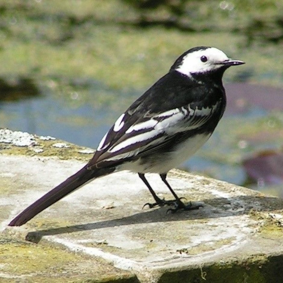 Motacilla Alba yarrellii